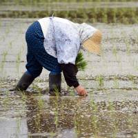 A farmer plants rice seedlings in a paddy rice field in Narita, Chiba Prefecture, in April. Trade negotiations between the U.S. and Japan over rice imports and other products are nearing an end. | BLOOMBERG
