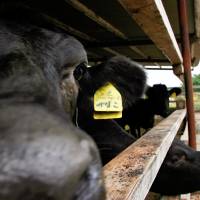 Wagyu beef cows are pictured at the Oguri farm in Nagoya in 2005. | BLOOMBERG