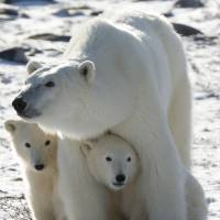 In this Nov. 6, 2007, file photo, a polar bear mother and her two cubs are seen in Wapusk National Park on the shore of Hudson Bay near Churchill, Manitoba. About a third of the world\'s polar bears could face imminent threat from greenhouse gas emissions in as soon as a decade, according to a new report by the U.S. Geological Survey released Tuesday. | JONATHAN HAYWARD / THE CANADIAN PRESS VIA AP, FILE