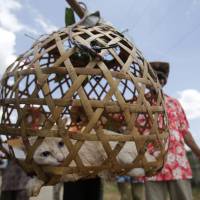 Thai villagers parade July 2 throughout their village with a caged cat as part of ceremonies praying for rain in Nakhon Ratchasima, Thailand. Under the scorching sun, dozens of Thai villagers, dressed in flowery shirts and traditional costumes, paraded the white cat caged in a bamboo-woven basket door-to-door and let neighbors splash water on the feline, while chanting an ancient tune: \"Rain, rain, come pouring down. We barely had any this year. Without rain, our rice will die.\" | AP