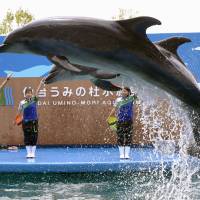 Dolphins jump in sync during a recent show at an aquarium in Sendai. | KYODO