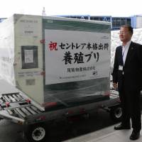 Hiroyuki Ono (left), chief executive officer of Owasebussan Co., and Mie Vice Gov. Eiichi Ishigaki stand beside a cargo of farmed yellowtail bound for Taiwan at Chubu Centrair International Airport on July 6. | CHUNICHI SHIMBUN