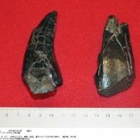 This fossilized tooth, one of the two that were unearthed in Nagasaki, is thought to be 81 million years old. | KYODO
