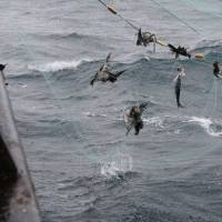 Five birds and a fish are found caught in a drift net as it is hauled aboard a boat. Sea birds such as albatrosses see fish caught in drift nets as easy prey, but often become entangled themselves when they dive. | SERGEI VAKHRIN / WWF-RUSSIA