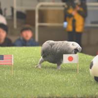 Olivia the parrot at Nasu Animal Kingdom zoo in Tochigi Prefecture predicts Japan over the United States for the Women\'s World Cup soccer final in Vancouver. | KYODO