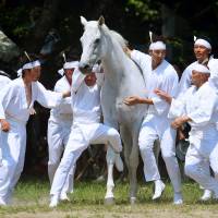 Men dressed in white urge a white horse toward Soma Odaka Shrine in Fukushima Prefecture on Monday during the climax of the three-day Soma-Nomaoi Festival, in which the horse is dedicated to the god of the shrine. The event can be traced back for well over 1,000 years. | KYODO