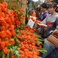 Visitors to Sensoji Temple in Tokyo\'s Taito Ward admire hozuki, or Chinese lantern plants, as an annual fair featuring the plant opened on Thursday. The two-day event is expected to draw more than half a million people. | SATOKO KAWASAKI