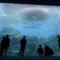 Visitors gaze into a giant tank on Wednesday at the newly opened Umi no Mori aquarium in Sendai, a symbol of the Tohoku region\'s recovery. The aquarium houses fish, otters and other aquatic creatures from the prefecture\'s Marinepia Matsushima Aquarium, which closed in May, and employs the old aquarium\'s staff. | KYODO