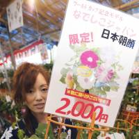 A woman holds a potted morning glory creeper of a variety dubbed Nadeshiko Japan on Monday, the first day of a three-day market. Every year, about 90 shops sell some 120,000 pots of morning glories in the colors of red, blue, purple and white on the streets near Shingenji Temple in Taito Ward, Tokyo. | KYODO