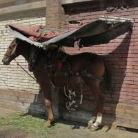 A horse stands in the shade under a makeshift shelter in Cairo on Thursday. A blistering heat wave that has smothered large swaths of Egypt in recent weeks has killed more than 90 people. Hospital patients, inmates among 93 reported dead in Egyptian heat wave