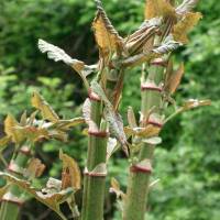 Japanese knotweed &#8212; scientific name Fallopia japonica, Japanese name itadori &#8212; has bamboo-like stems. | KENPEI, WIKIMEDIA COMMONS / CC-BY-SA-3.0
