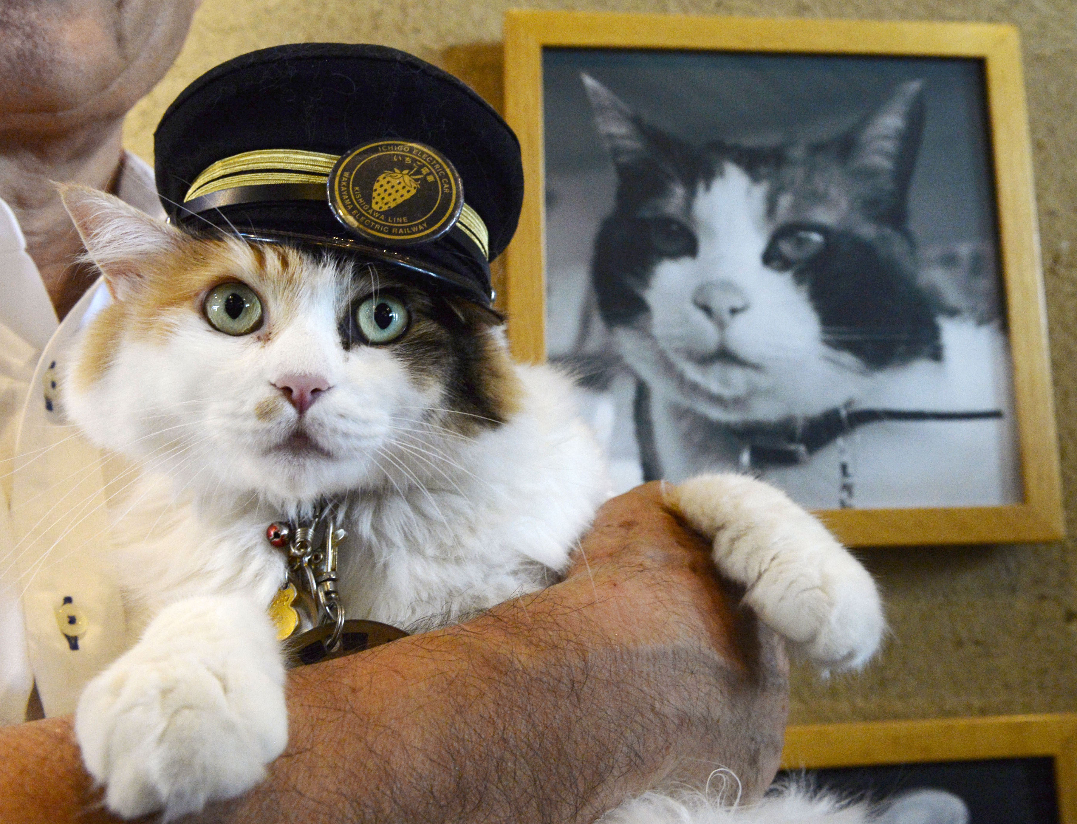 Ис кот. Кот в фуражке. Кот начальник станции в Японии. Трёхцветная кошка. Кот в фуражке полицейского.