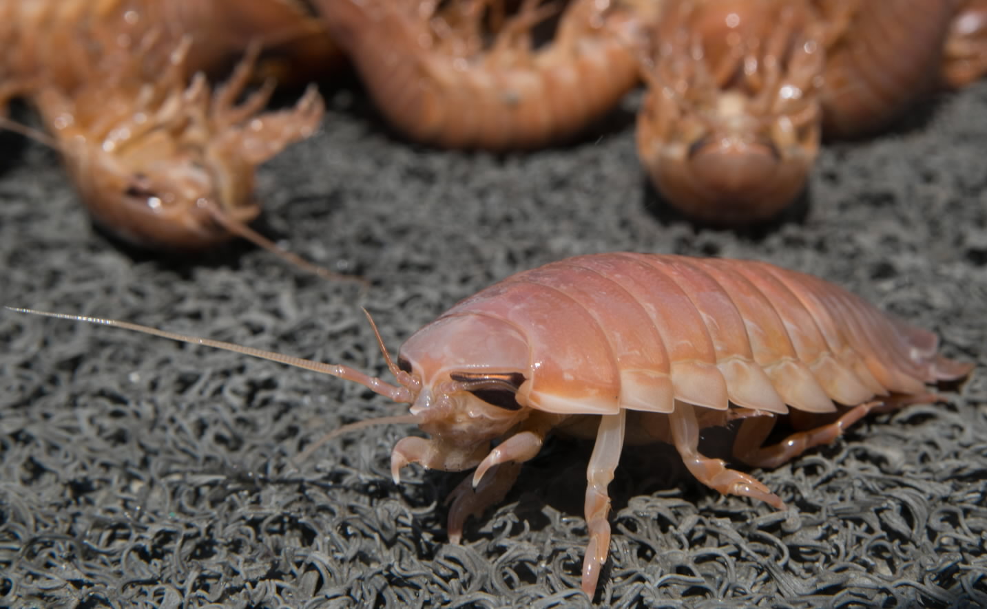 Deep-sea creepy crawlies turned into crackers in Japan - The Japan Times