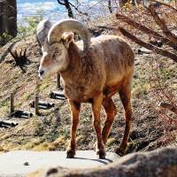 A bighorn sheep, seen at Kanazawa Zoo in Yokohama, is one of the many species that zoos in Japan need to breed. | YOKOHAMA GREENERY FOUNDATION / KANAZAWA ZOO