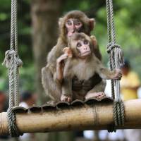 Charlotte (front) plays with another monkey at a zoo in Oita on Tuesday. | COURTESY OF MOUNT TAKASAKI WILD MONKEY PARK