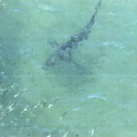 A photo provided by Ibaraki Prefectural Police shows a shark swimming off the coast of Hokota, Ibaraki Prefecture, Wednesday afternoon. | KYODO