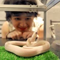 A woman watches a denizen of Tokyo Snake Center cafe on Friday in Tokyo’s Jingumae neighborhood. The cafe, which opened Saturday, has 35 snakes on display. | YOSHIAKI MIURA