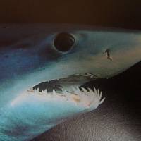 A mako shark | SPOTTY11222, VIA WIKIMEDIA COMMONS