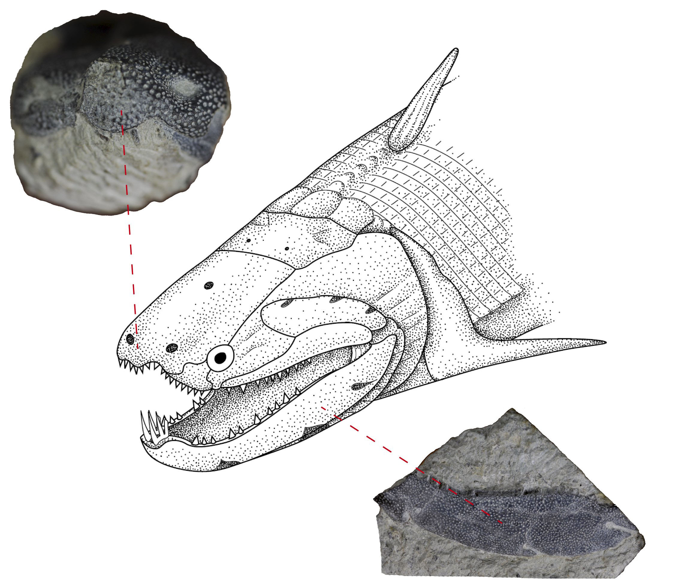 Человек в рыбьей чешуе. Psarolepis Romeri. Entelognathus primordialis. Чешуя акулы. Чешуя рыбы.