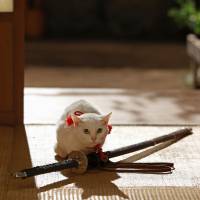The cat and the sword    | © 2015 “ZOKU NEKO SAMURAI” SEISAKU IINKAI