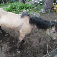 A picture supplied by reader R.M., who is concerned about the treatment of horses that carry tourists between and fifth and sixth stations of Mount Fuji. Tourist disturbed by treatment of horses on Mount Fuji courses