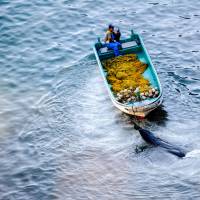 A fisherman tows what appears to be a pilot whale at a cove in Taiji, Wakayama Prefecture, on Sept. 10, 2009. | ROB GILHOOLY