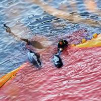 A fisherman handles what appears to be a pilot whale at a cove in Taiji, Wakayama Prefecture, on Sept. 10, 2009. | ROB GILHOOLY