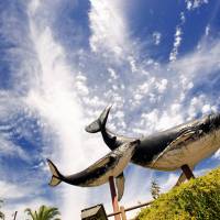 Giant whale models mark the entrance to the central part of Taiji,  Wakayama Prefecture. | ROBERT GILHOOLY