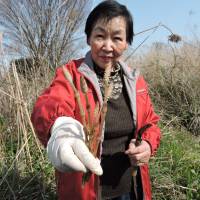 A woman holds horsetail she harvested in early spring. The plant should be boiled before eating. | JOHN SPIRI