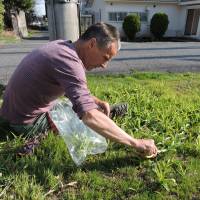The grass is greener: Chris Summerville harvests yabu-kanzō (tawny day lily) from his yard in Shiga prefecture. | JOHN SPIRI
