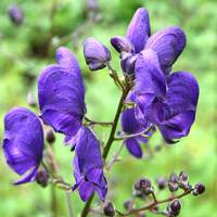 Aconitum, a poisonous plant | WIKICOMMONS