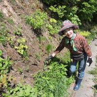 Takako Kitamura grasps a Japanese royal fern. | JOHN SPIRI