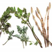 Natural selection: Wild plants can be found in abundance all over the country. | JOHN SPIRI
