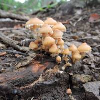 Wild mushrooms should always be clearly identified before consumption. | JOHN SPIRI