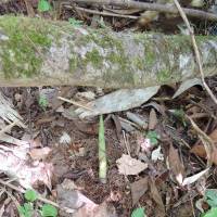 <em>Nemagari-take</em> bamboo sprouts | JOHN SPIRI
