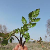 Japanese parsley | JOHN SPIRI