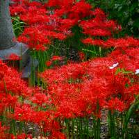 Clusters of brilliant red higan bana (spider lilies) grow along the esplanade of Sakikiyama Shrine. | ANGELES MARIN CABELLO