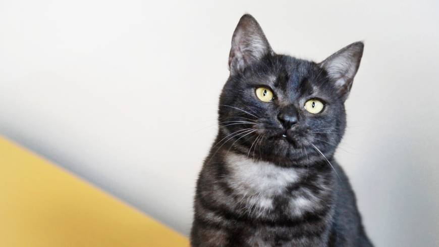 Look this way: a cat named Tairyu | The Japan Times Look this way: a cat named Tairyu | The Japan Times