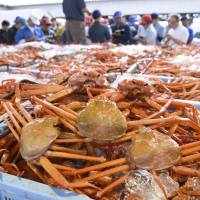 Boxes of red snow crabs are displayed for the first time this season in Tottori Prefecture\'s Sakai port. The fishing season for the autumn specialty kicked off on Sept. 1 and will wrap up on June 30 next year. | KYODO