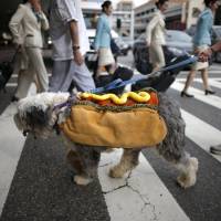 A therapy dog dressed as a hot dog arrives at LAX with other dogs and owners wearing Halloween costumes, as part of a program to de-stress passengers at the international boarding gate area of LAX airport in Los Angeles Tuesday. Big biz: Halloween just a calendar entry as popular social media pooches sport latest costumes