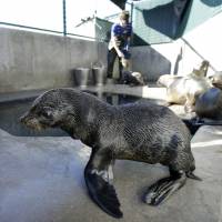 A Guadalupe fur seal (front) is shown at a SeaWorld animal rescue facility in San Diego in this file photo from 2013. | AP