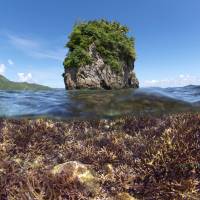 This photo provided by the XL Catlin Seaview Survey, taken in December 2014, shows coral before bleaching in American Samoa. | AP