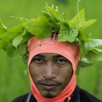 A rice farmer poses in Udon Thani, Thailand, on Sept. 15. He is wearing plants on his head to repel bugs and insects. Rice farmers in northeast Thailand are struggling with mounting debts, and they will get little relief when they sell their crop in coming months with rice prices near an 8-year low. | REUTERS