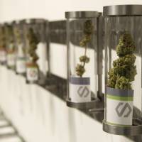 Marijuana is displayed at the Shango Cannabis shop on the first day of legal recreational marijuana sales in Portland, Oregon, on Oct. 1. | REUTERS