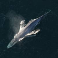 A blue whale surfaces to breathe. | REUTERS