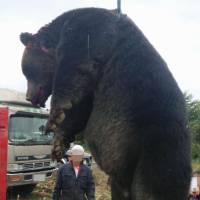 This massive brown bear shot dead in Monbetsu, Hokkaido, in September weighed about 400 kg. The faces of the people were blurred at their request. | TSUNEO SATO/KYODO