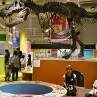A huge Tyrannosaurus rex skeleton stands in the new Compass exhibition room at the National Museum of Nature and Science in Tokyo\'s Ueno district in August. | KYODO