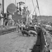 Pigs shipped by Japanese immigrants in Hawaii arrive at a port in Okinawa Prefecture in September 1948. | URUMA BOARD OF EDUCATION / KYODO