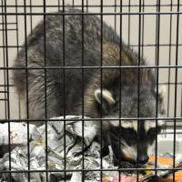 A raccoon caught in the Akihabara district on Sunday is shown to the public at a police station in Tokyo after its capture on Monday. | KYODO