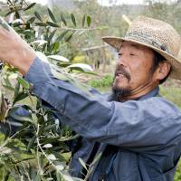 Fresh harvest: A worker on Shodoshima gathers olives that will be used to produce the award-winning Olive no Mori variety of olive oil. The island making Japan's best olive oil